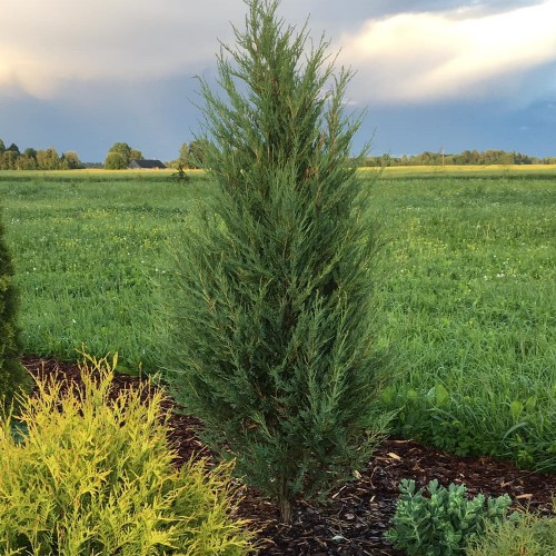 Juniperus scopulorum 'Skyrocket' - Kaljukadakas 'Skyrocket'